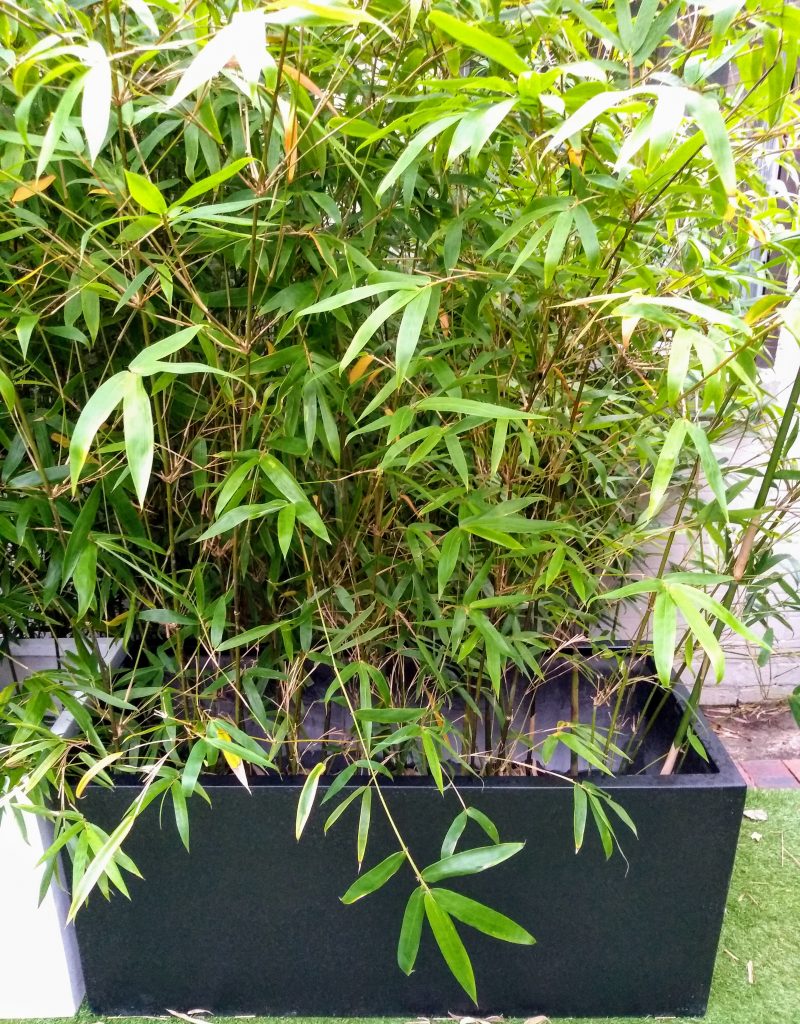 Buy Slender Weaver Bamboo - Aussie Bamboo